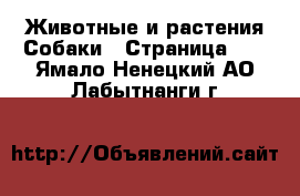 Животные и растения Собаки - Страница 10 . Ямало-Ненецкий АО,Лабытнанги г.